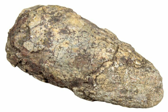 Permian Fossil Synapsid/Amphibian Coprolite - Texas #251402